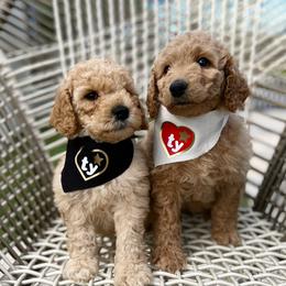 Bernedoodles and Goldendoodles from Baileys Ranch