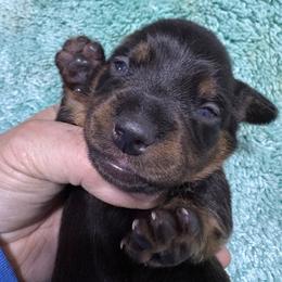 Black boy AKC - Black and tan male Dachshund puppy in Fayetteville, Pennsylvania from PA's Darling Doxies
