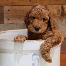 Poodle Puppies from Red Barn Moyen Poodles