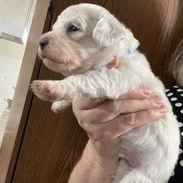 Jasper - White male Bichon Frise puppy in Cave City, Kentucky from Loretta's Pups