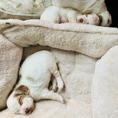 Clumber Spaniel Puppies from Rainsway Clumber Spaniels
