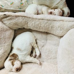 Clumber Spaniel Puppies from Rainsway Clumber Spaniels
