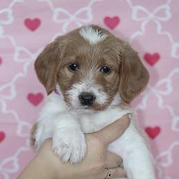Candy Cane (Pink Band) - Parti female Labradoodle puppy in Plainfield, New Jersey from Caris Paws Poodles and Labradoodles