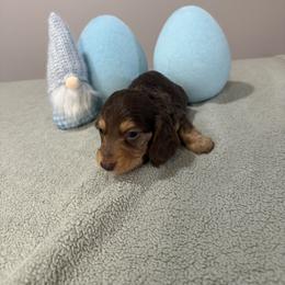 Brutus - Chocolate and tan male Dachshund puppy in Dawson, Alabama from Bells Dashing Dachshunds