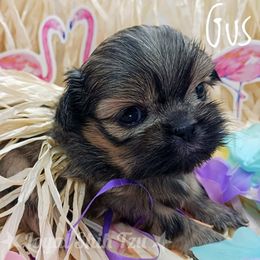 Shih Tzu Puppies from Loyal Shih Tzu