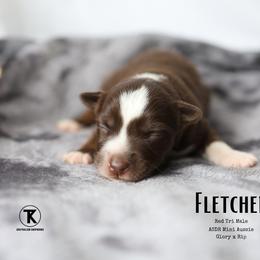 Fletcher - RTM3 - Red tri male Miniature Australian Shepherd puppy in Nacogdoches, Texas from TK Standard, Mini, & Toy Aussies