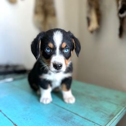 Telly - male American Corgi puppy in Bayard, Nebraska from Puppies by Alies