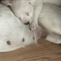 Border Collie and Jack Russell Terrier Puppies from CP FARMS BORDER COLLIES N JACKS CORP