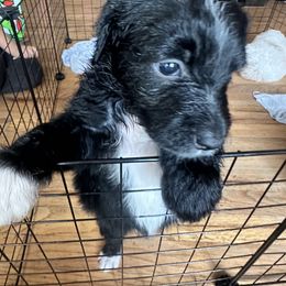 Aussiedoodle Puppies from Vali Girl Aussiedoodles