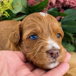 Bonnie - Pink Collared Girl - Red female Cavapoo puppy in Highland, Utah from Angel Pups Deluxe