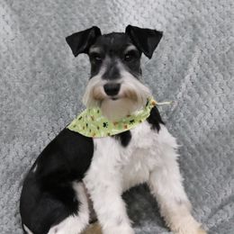 Ice - Miniature Schnauzer