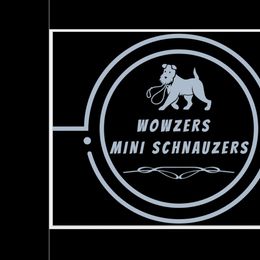 Miniature Schnauzers from Wowzers Mini Schnauzers