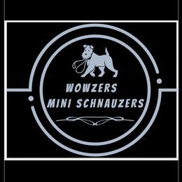Miniature Schnauzers from Wowzers Mini Schnauzers