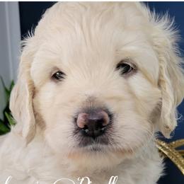 Aussiedoodles, Bernedoodles, Goldendoodles, and Sheepadoodles from Johnson's Doodles