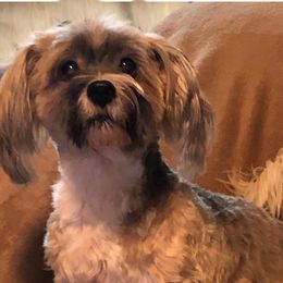 Addie - Havanese