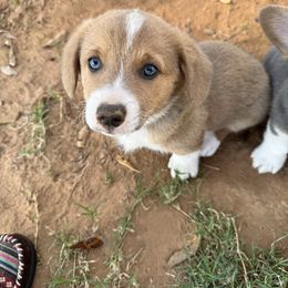 Boomer(blue) - Red male Pembroke Welsh Corgi puppy in Millsap, Texas from Punchy Pembroke Ranch