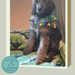 Rugelach - Brindle male Poodle puppy in Ocean Springs, Mississippi from Forever Summer Standard Poodles