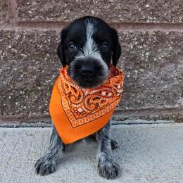 Boy 3 - Black and white male German Wirehaired Pointer puppy in Potosi, Wisconsin from Point and Flush Gun Dogs