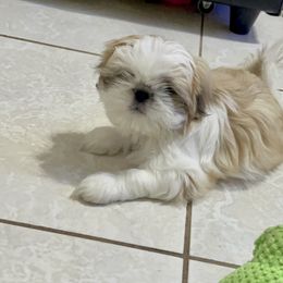 Shih Tzu Puppies from Sarayas Shih Tzus