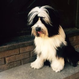 Tibetan Terrier All Grown Up from Kham Ra Tibetans