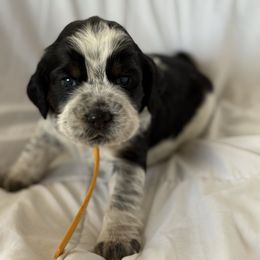 Yellow lady - Liver white and tan female English Springer Spaniel puppy in Cleburne, Texas from Powers English Springer Spaniels