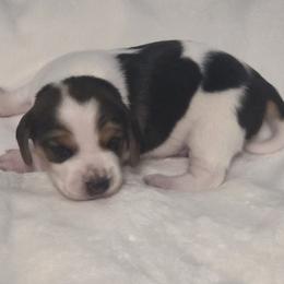 Rose - Black tan and white female Beagle puppy in Peculiar, Missouri from At home