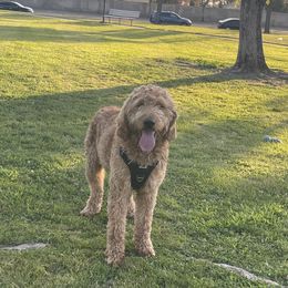 Milo - Goldendoodle