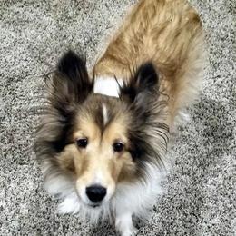Shetland Sheepdogs from Stacey's Shelties