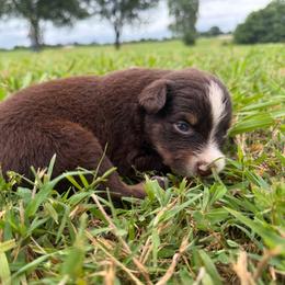 Girl 5-Red Tri - Red tri-color female Australian Shepherd puppy in Mayfield, Kentucky from Hamilton Farms