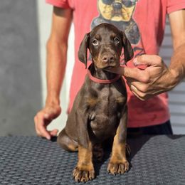 Red Collar Girl - Red and rust female Doberman Pinscher puppy in Stow, Ohio from Imperium Dobermann