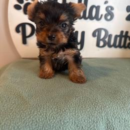 Boy 1 - Black and tan male Yorkshire Terrier puppy in Clermont, Florida from Bella's Prissy Butts
