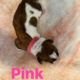 Basset Hound Puppies from Three Boys Bassets