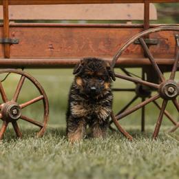 Faith - Black and red female German Shepherd puppy in Reno, Ohio from Segen Von Gott German Shepherd’s