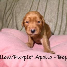 Apollo - Dark golden male Golden Retriever puppy in Weston, Missouri from Love is Golden