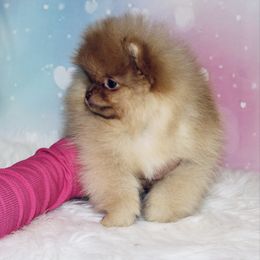 Dolly - Beaver female Pomeranian puppy in Fort Collins, Colorado from Gempoms