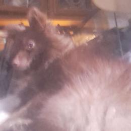Choco - Pomeranian