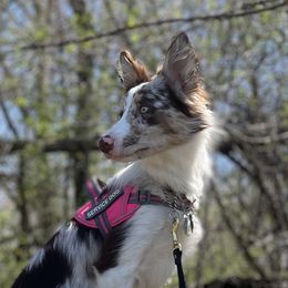 Gemstone - Border Collie