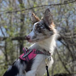 Gemstone - Border Collie