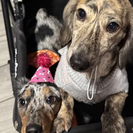 Dachshunds from Liliana Zavala