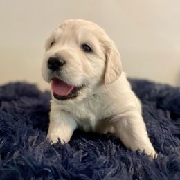 Bluey - Golden Retriever puppy from Mayflower Goldens