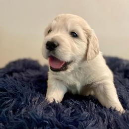 Bluey - Golden Retriever puppy from Mayflower Goldens