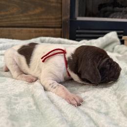 Red - Liver roan male German Shorthaired Pointer puppy in Huntington, Texas from B&B GSP’S