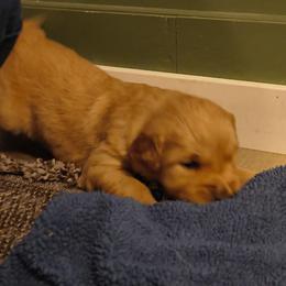 Pine (no collar) - Golden male Golden Retriever puppy in Tenino, Washington from Oak River Goldens'