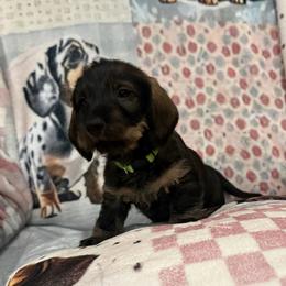 Flint - Wild boar male Dachshund puppy in Superior, Montana from Never Land Dachshunds of Montana
