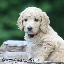 Goldendoodle Puppies from Shadow Ridge Doodles