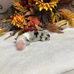 Miniature Australian Shepherd Puppies from High Mountain Aussies