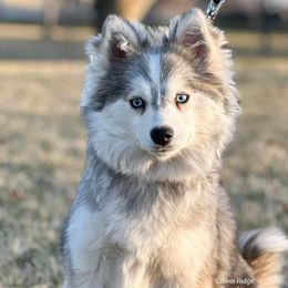 Belle - Pomsky