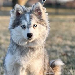 Belle - Pomsky