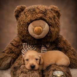 Hudson - Cream male Dachshund puppy in Greenfield, Ohio from Buck Run Creek Dachshunds