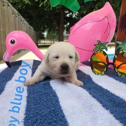 Labrador Retriever Puppies from Texas Finest English Labradors